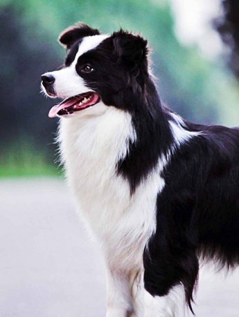 可爱边牧手机壁纸图片