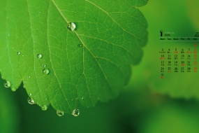 January 2022 green eye protection calendar wallpaper picture