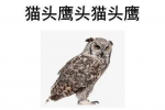 猫头鹰头猫头鹰
