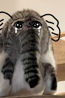 猫咪大象创意表情包