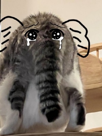 Cat Elephant Creative Emoticon Pack