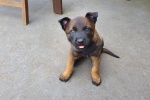 Belgian Malinois Dog Pictures