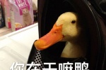 你在干嘛鸭