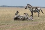 Zebra on the grassland picture desktop wallpaper