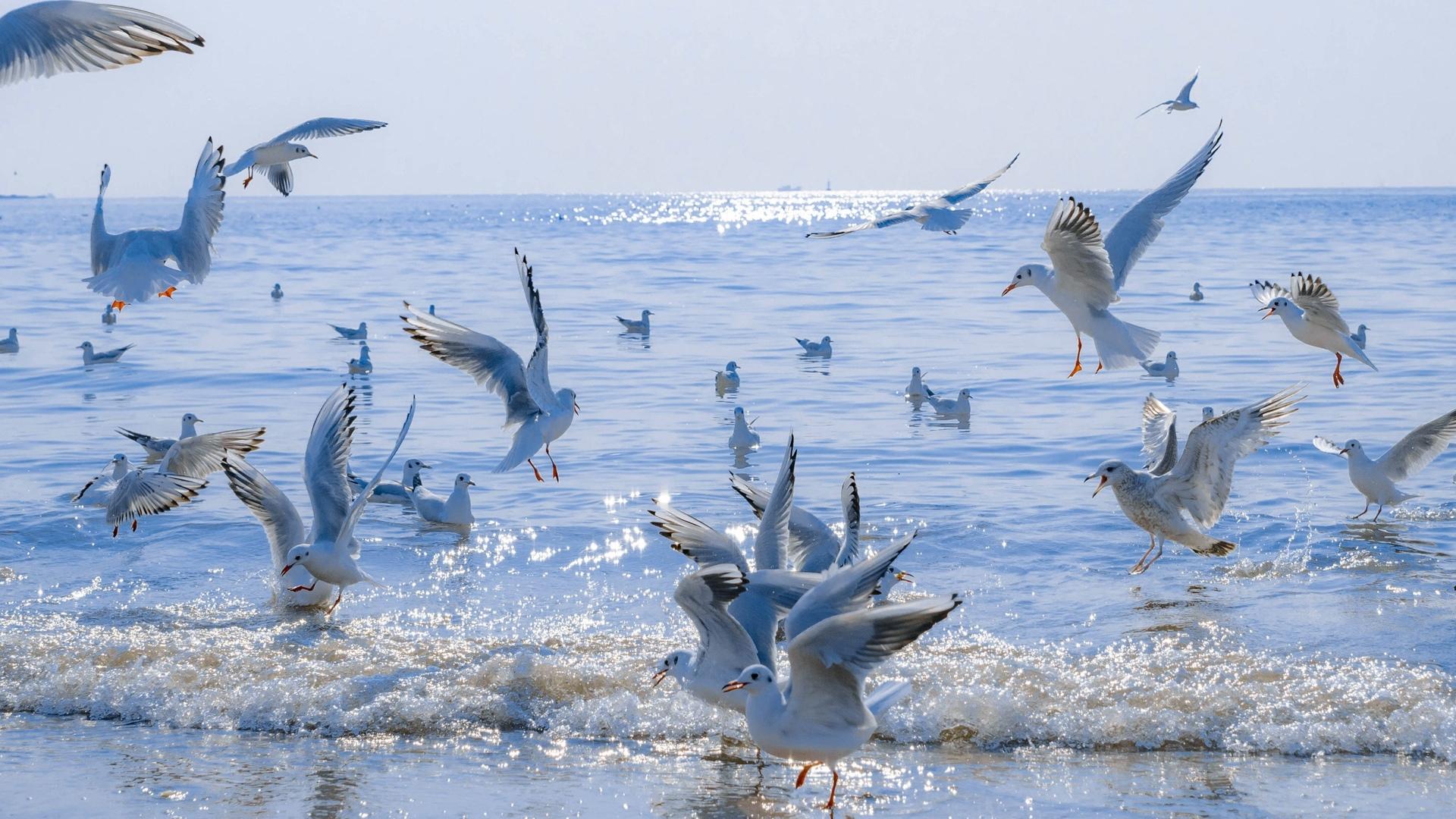 海上的海鸥图片桌面壁纸