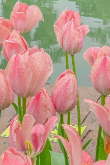 Exquisite and beautiful vertical screen mobile phone wallpaper