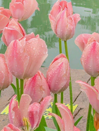 Exquisite and beautiful vertical screen mobile phone wallpaper