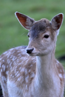 森林中的紅鹿圖片
