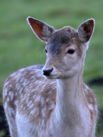 森林中的紅鹿圖片