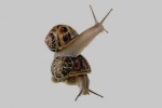 HD snail pictures