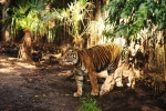 King of the forest tiger picture