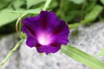 Purple morning glory pictures desktop wallpaper
