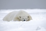 polar bear pictures