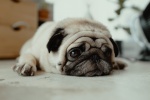 Cute pug pictures desktop wallpaper