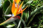 HD Strelitzia reginae pictures