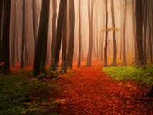 秋天的景色（二）