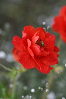 Bright flower pictures HD mobile wallpaper