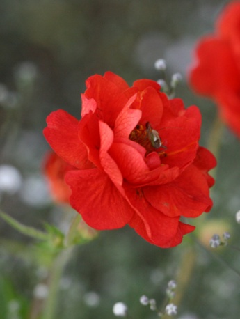 鮮豔花朵圖片高清手機壁紙