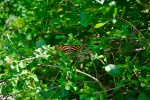 Beautiful yellow-sleeved butterfly pictures desktop wallpaper