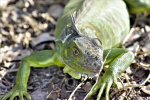 Color changing iguana pictures