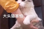 大头猫害怕