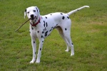 Dalmatian dog pictures desktop wallpaper