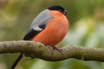 HD bullfinch pictures desktop wallpaper