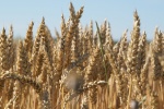Ripe wheat HD picture material wallpaper