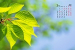 March 2022 HD Eye Protection Calendar Wallpaper