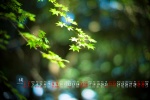 May 2021 green maple leaf desktop calendar wallpaper