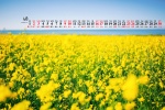 2022年4月护眼油菜花桌面日历壁纸