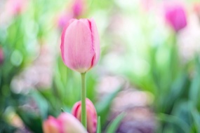 Colorful Tulips Pictures Desktop Wallpaper