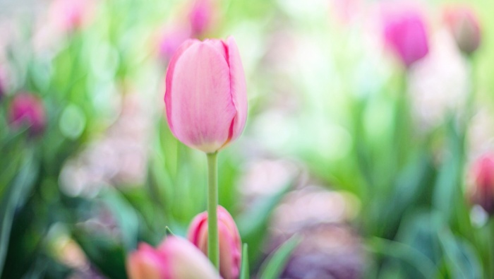 Colorful Tulips Pictures Desktop Wallpaper