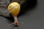 HD snail pictures