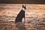 border collie pictures