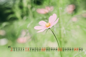 August 2021 small fresh flowers calendar wallpaper