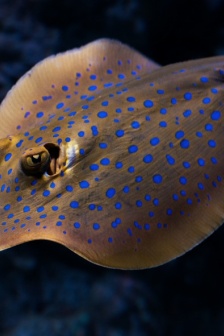 藍斑條尾魟圖片