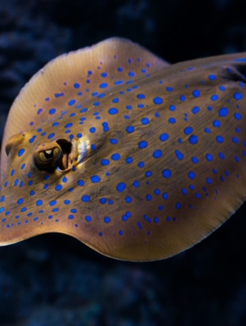 Blue-spotted stingray pictures