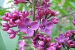 HD lilac flower pictures