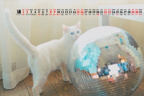 January 2022 Cute Cat Calendar Wallpaper
