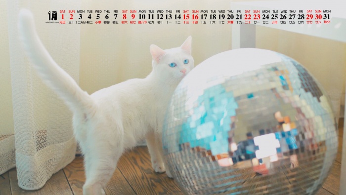 2022年1月萌宠猫咪日历壁纸