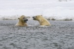 polar bear pictures