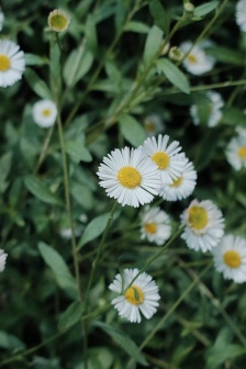 Green plant eye protection mobile wallpaper