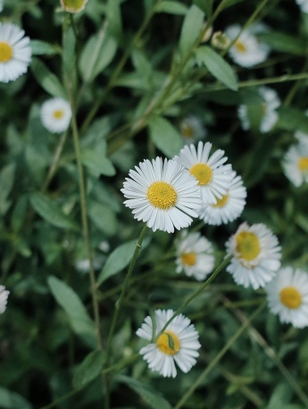 Green plant eye protection mobile wallpaper