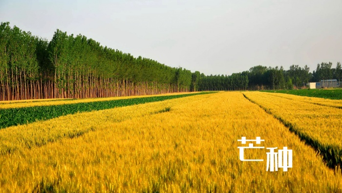 24节气芒种桌面壁纸图片