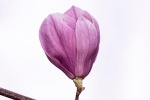 Magnolia flower photography HD desktop wallpaper