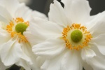 Anemone picture material HD wallpaper