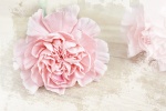 Pink carnation desktop wallpaper picture