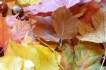 Autumn golden leaves pictures desktop wallpaper