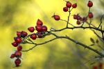 HD Rose Hip Picture Desktop Wallpaper